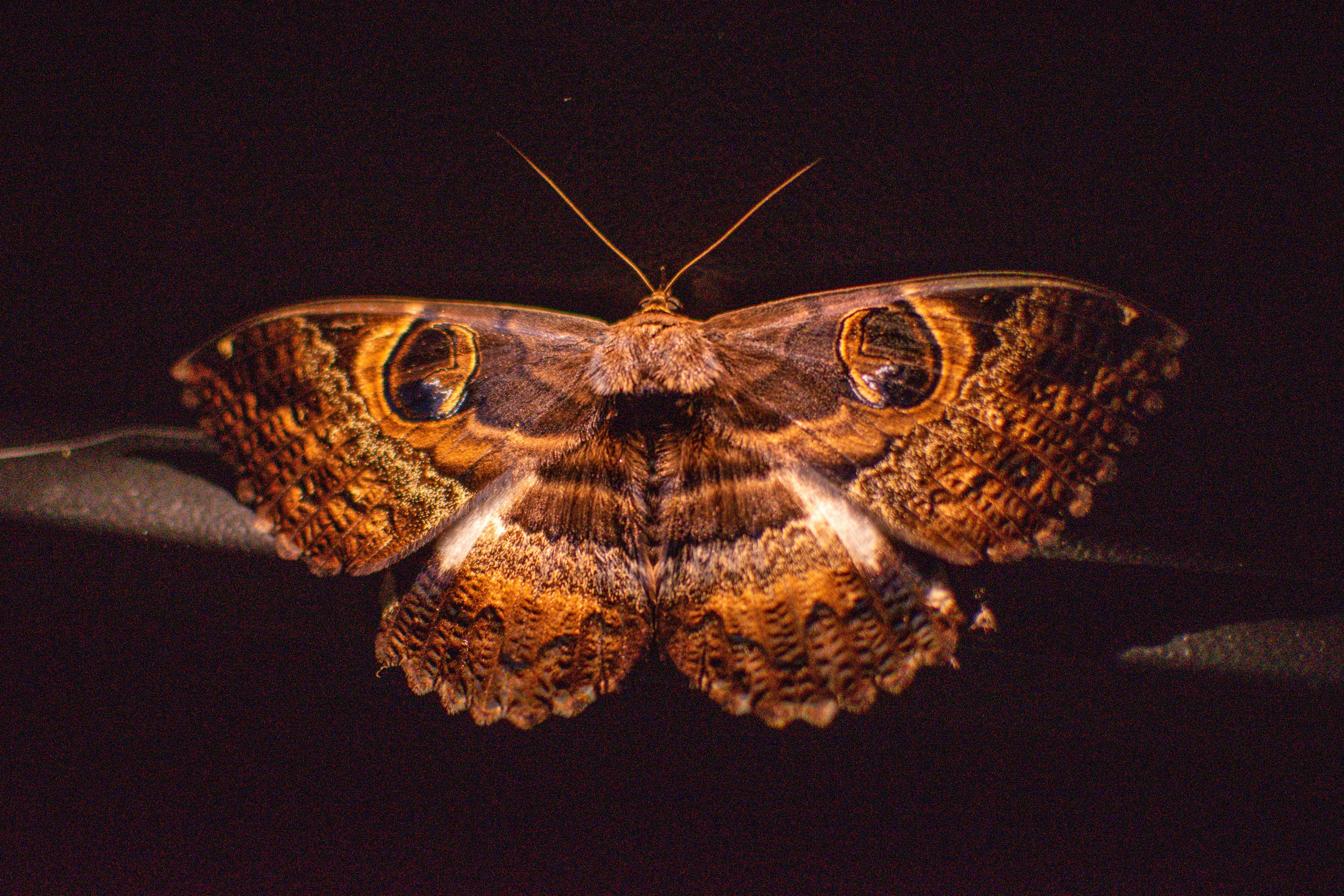 Midnight Wings Art Print